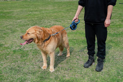 Image of Retractable Dog Leash with Anti-Slip Handle – 8m / 5m, Heavy Duty No-Tangle (Blue, 8m)